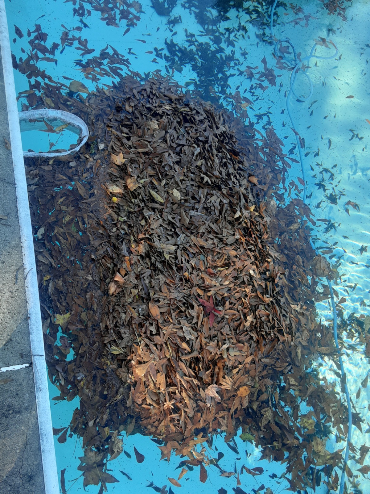 After: Skimmer Shield — the professional pool skimmer guard solution