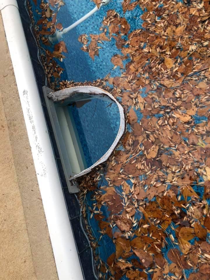 Skimmer Shield blocking leaves from entering pool skimmer