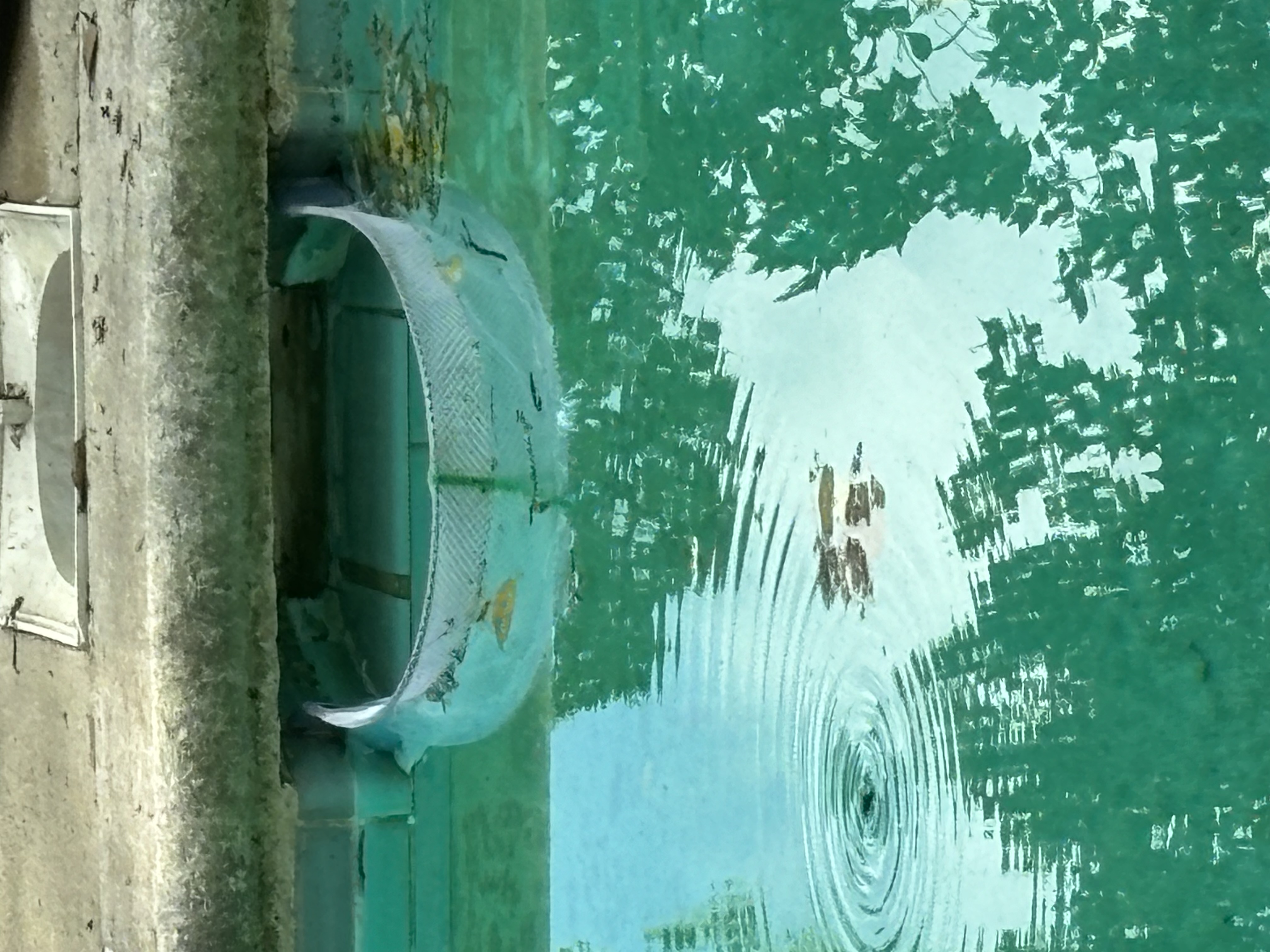 After: Skimmer Shield — the professional pool defender installed
